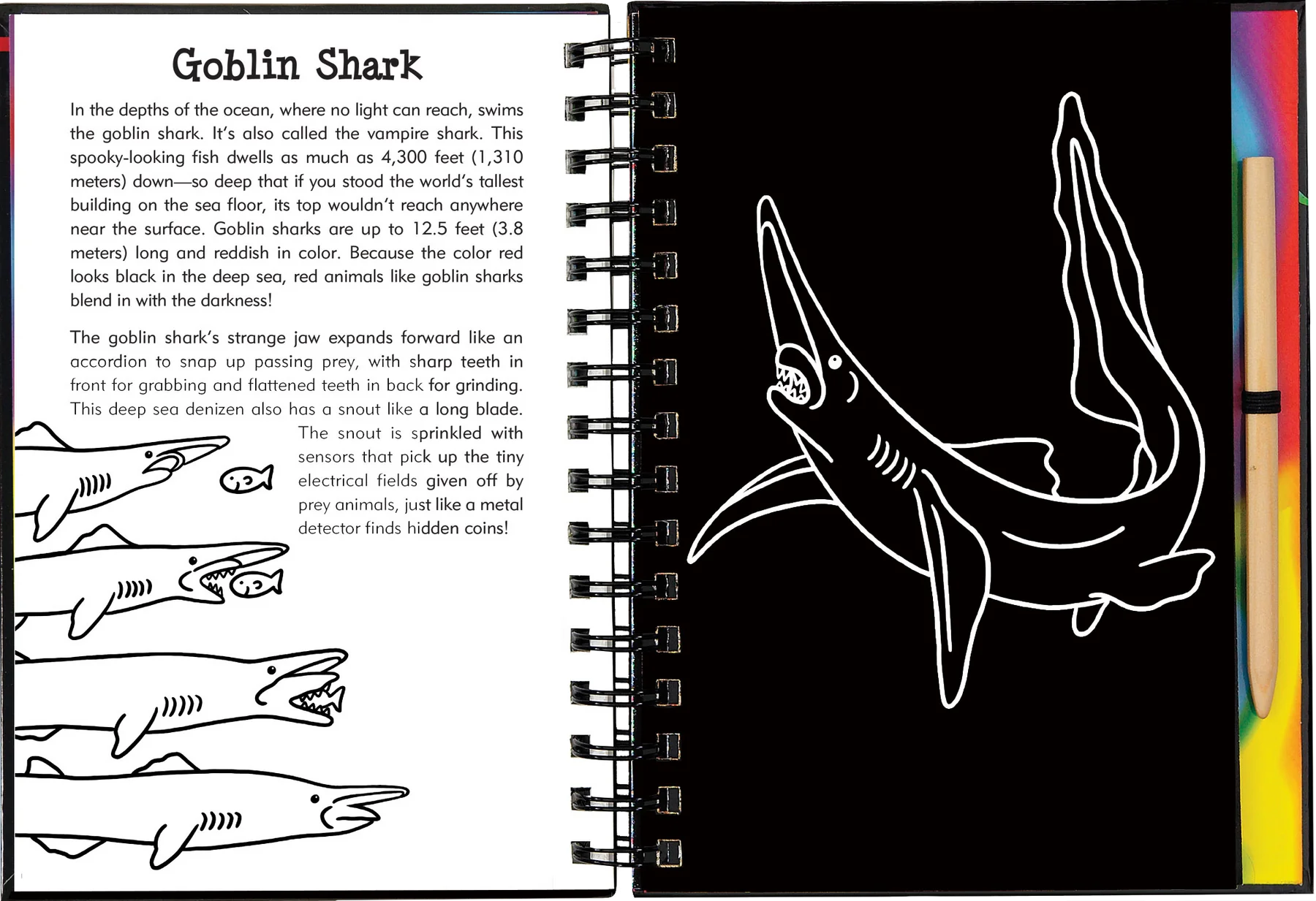 Sharks Scratch and Sketch