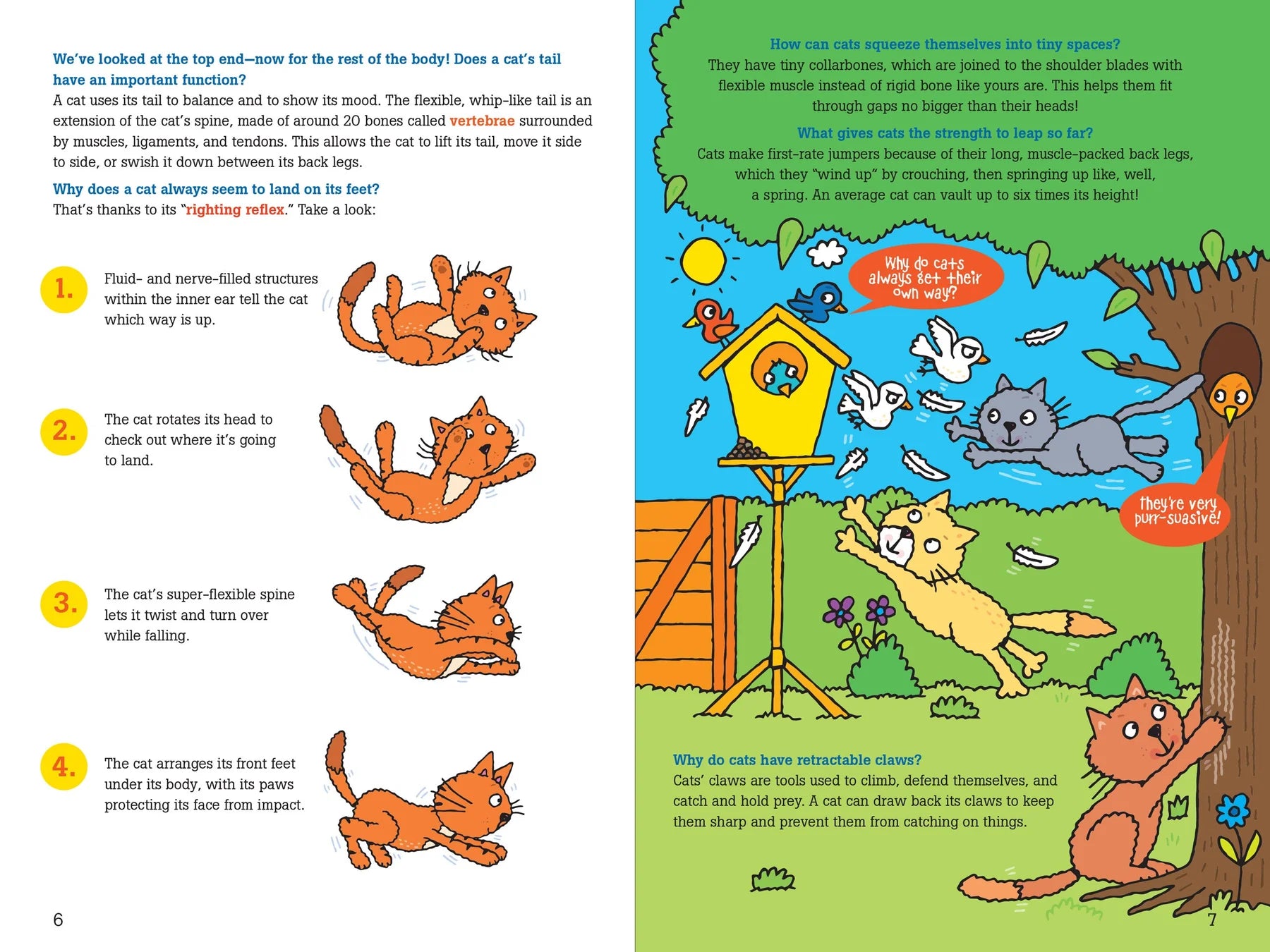 100 Questions about Cats