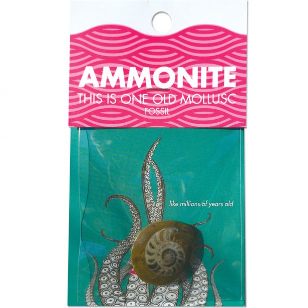 Ammonite: Fossilized Mollusc