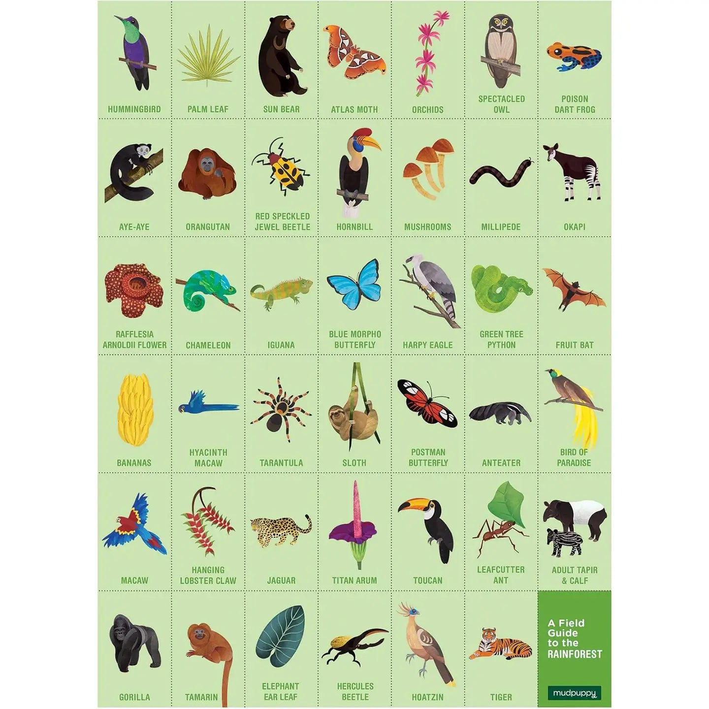 Rainforest Search & Find Puzzle